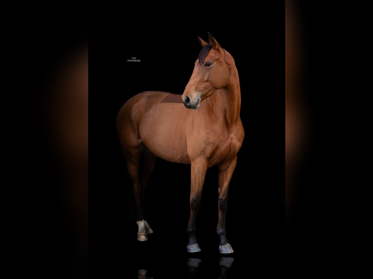 KWPN Mare 7 years 15,3 hh Brown in Dorst