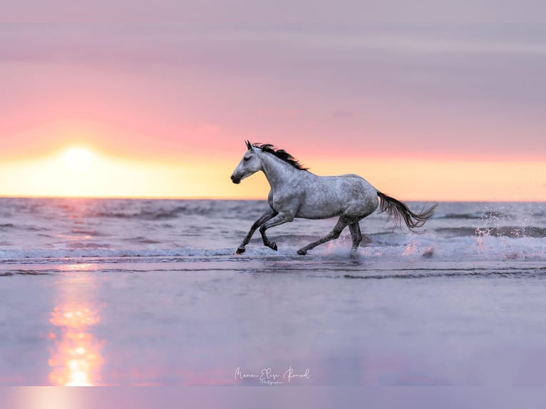 KWPN Mare 7 years 15,3 hh Gray in Hijken