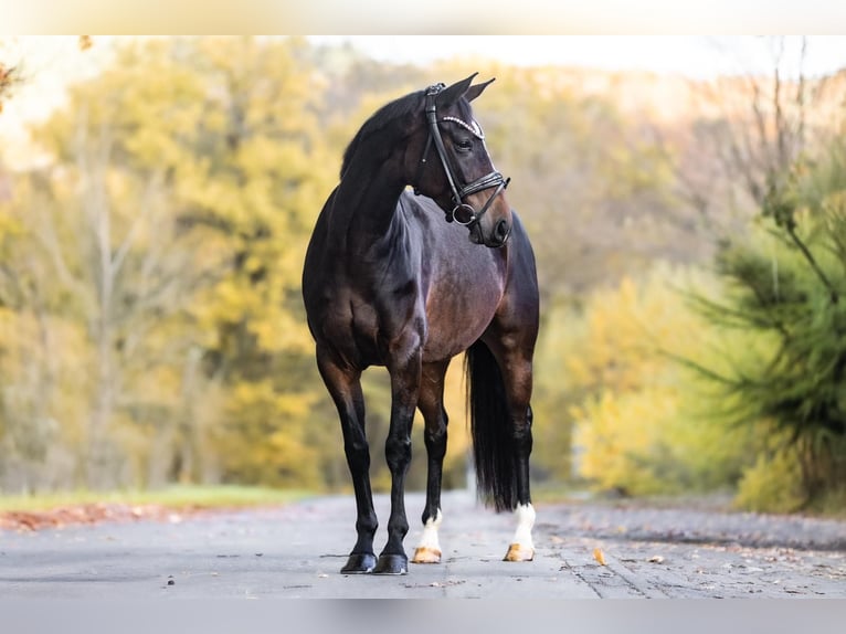 KWPN Mare 7 years 15,2 hh Bay-Dark in Windhagen