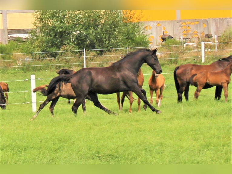 KWPN Mare 7 years 15,2 hh Black in Hankensbüttel
