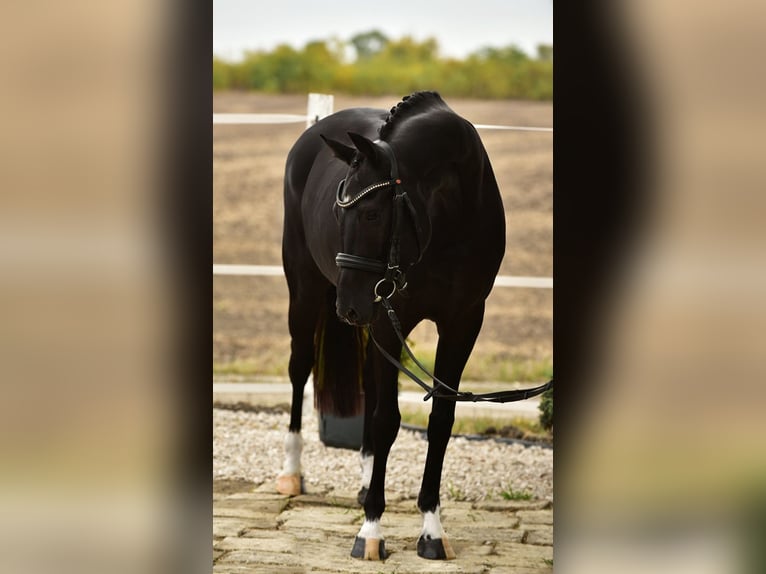 KWPN Mare 7 years 15,2 hh Black in B&#xE9;k&#xE9;sszentandr&#xE1;s