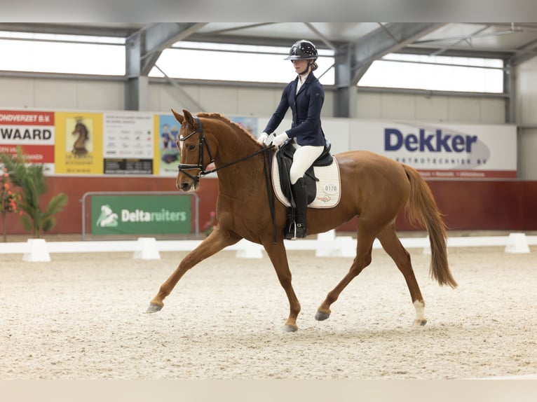 KWPN Mare 7 years 15,2 hh Chestnut-Red in Swifterbant
