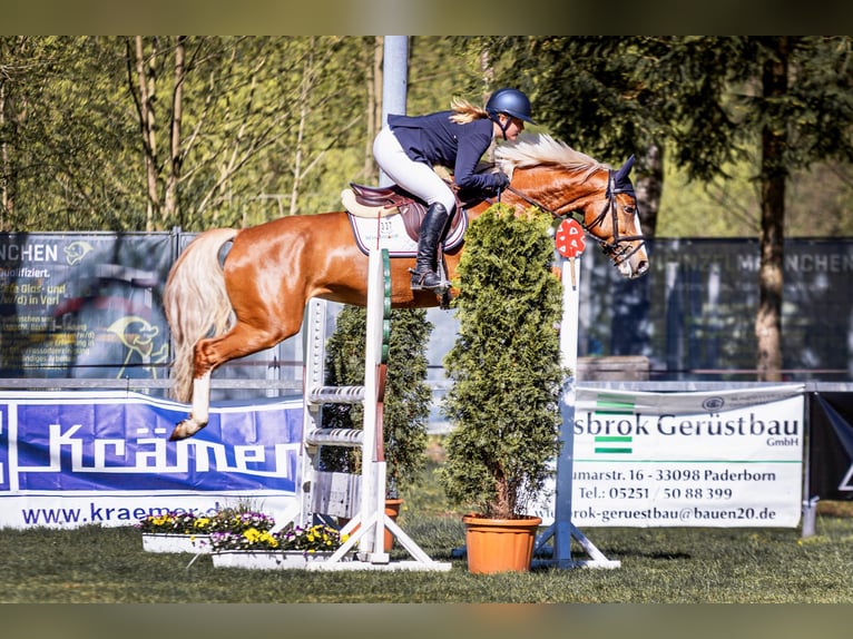 KWPN Mare 7 years 15,2 hh Chestnut-Red in Paderborn
