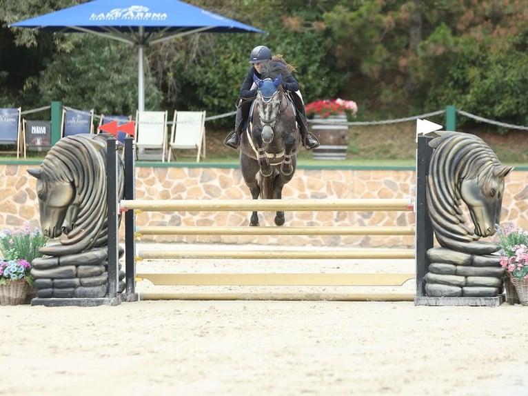 KWPN Mare 7 years 15,2 hh Grey in Deutschlandsberg
