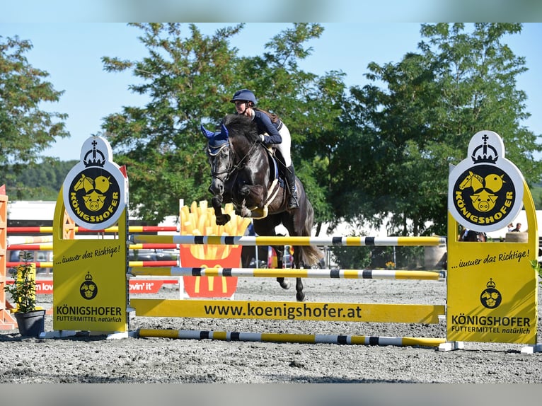 KWPN Mare 7 years 15,2 hh Grey in Deutschlandsberg