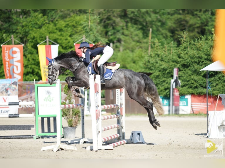 KWPN Mare 7 years 15,2 hh Grey in Deutschlandsberg