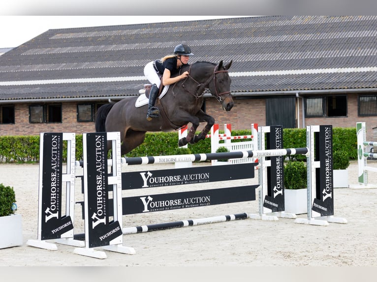 KWPN Mare 7 years 15,2 hh Smoky-Black in Waddinxveen KWPN Mare 7 years 15,2 hh Smoky-Black in Waddinxveen