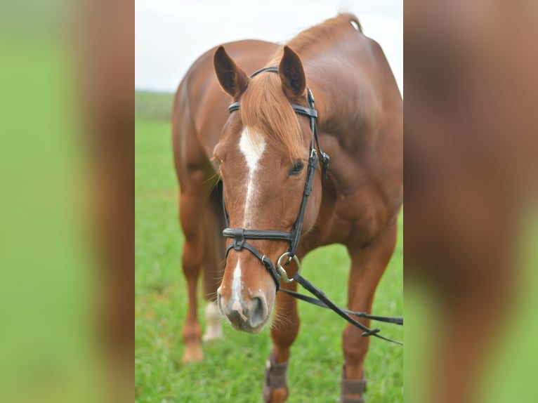 KWPN Mare 7 years 15,2 hh Sorrel in Geilenkirchen