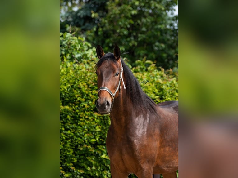 KWPN Mare 7 years 16,1 hh Bay-Dark in Modena