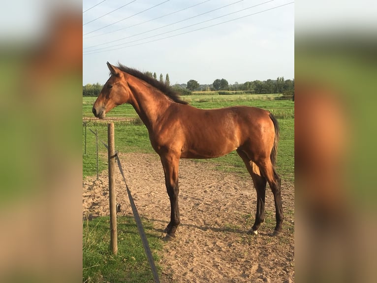 KWPN Mare 7 years 16,1 hh Bay-Dark in Modena