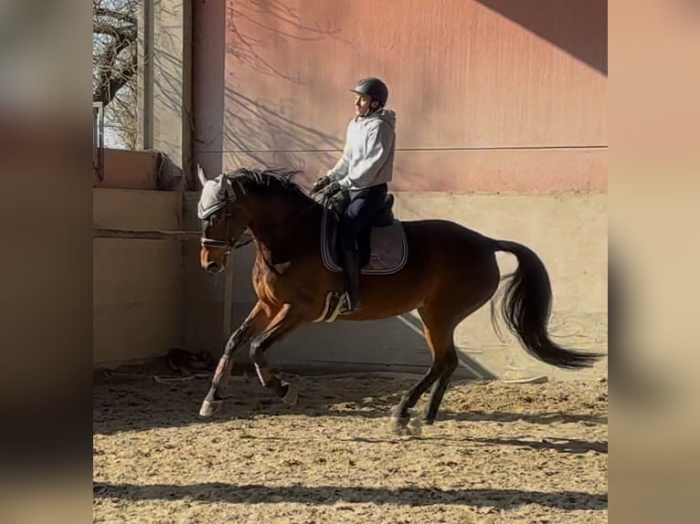 KWPN Mare 7 years 16,1 hh Bay-Dark in Modena