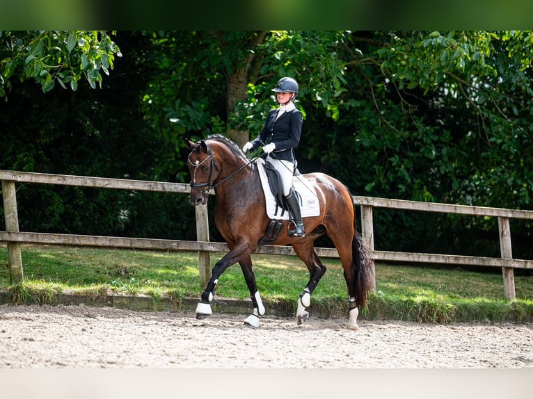 KWPN Mare 7 years 16.1 hh Bay-Dark in IJsselstein