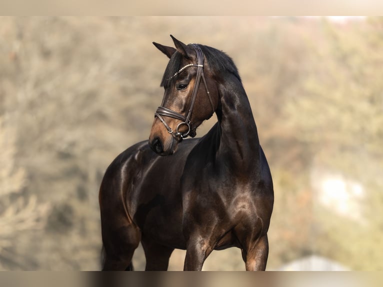 KWPN Mare 7 years 16.1 hh Bay-Dark in Windhagen