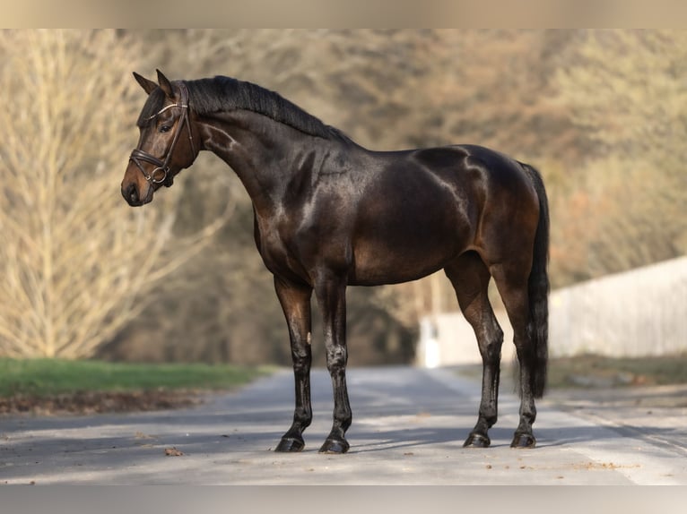 KWPN Mare 7 years 16.1 hh Bay-Dark in Windhagen