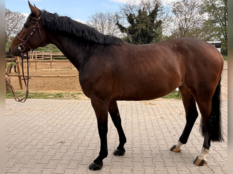 KWPN Mare 7 years 16.1 hh Bay-Dark in Bad Kreuznach