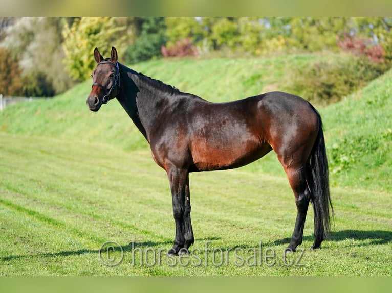 KWPN Mare 7 years 16,1 hh Bay-Dark in Olomouc