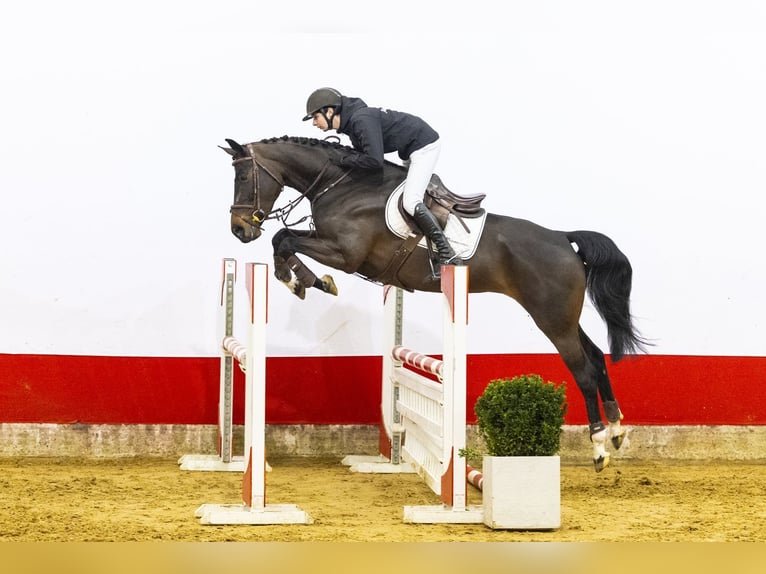 KWPN Mare 7 years 16.1 hh Bay-Dark in Waddinxveen