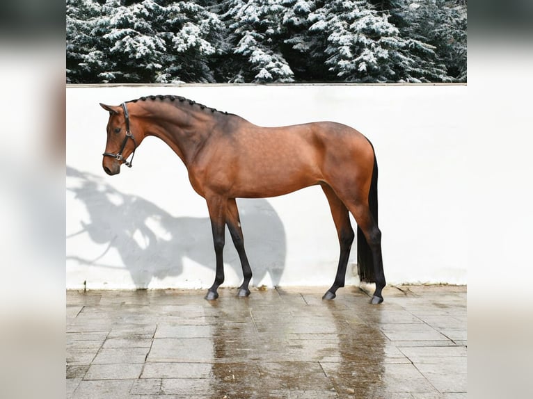 KWPN Mare 7 years 16,1 hh Bay in Kroatisch Minihof / Mjenovo