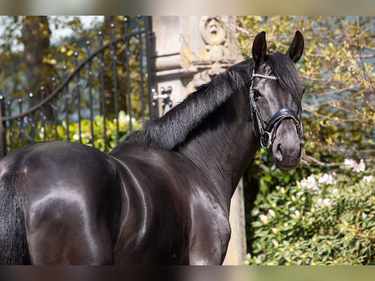 KWPN Mare 7 years 16,1 hh Black in Vijfhuizen