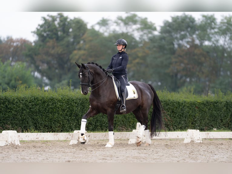 KWPN Mare 7 years 16.1 hh Black in De Moer