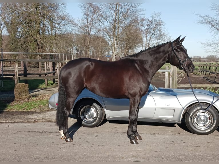 KWPN Mare 7 years 16,1 hh Black in Holten
