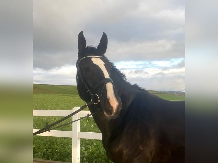 KWPN Mare 7 years 16,1 hh Black in Allershausen