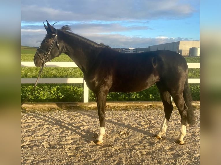 KWPN Mare 7 years 16,1 hh Black in Allershausen