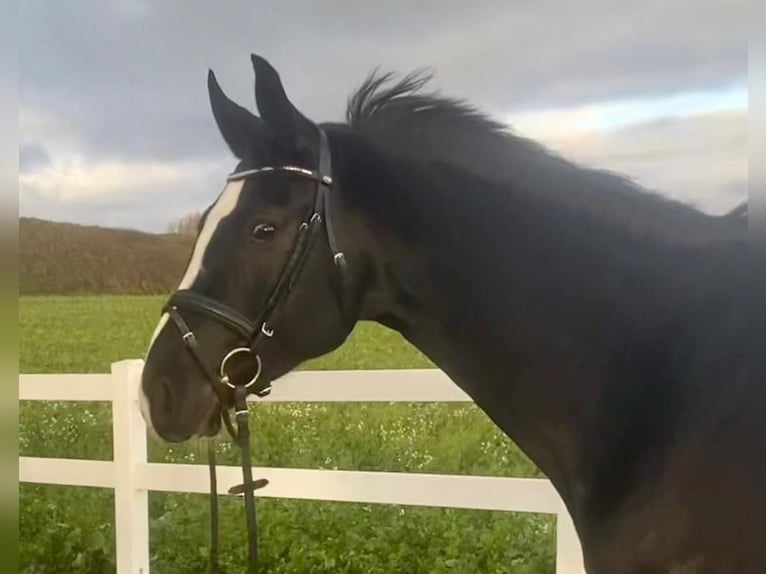 KWPN Mare 7 years 16,1 hh Black in Allershausen