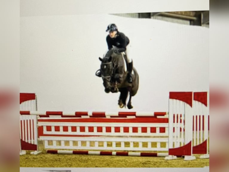 KWPN Mare 7 years 16.1 hh Black in Hartlmühl