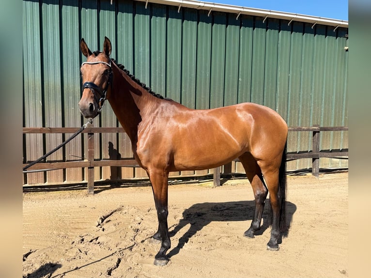 KWPN Mare 7 years 16.1 hh Brown in Nieuwleusen