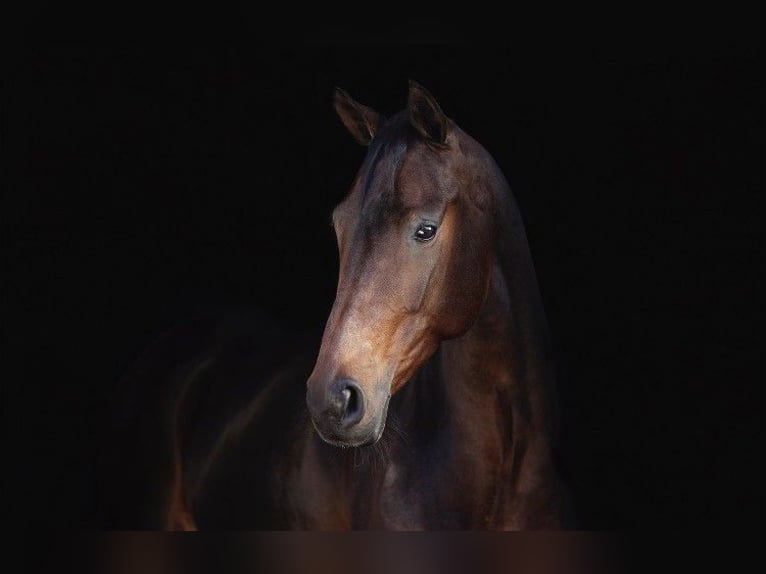 KWPN Mare 7 years 16,1 hh Brown in Voorthuizen