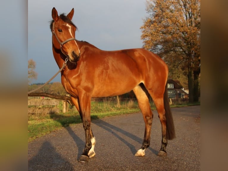 KWPN Mare 7 years 16,1 hh Brown in Holten