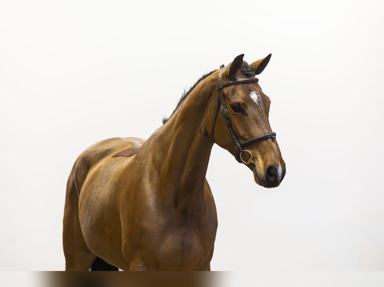 KWPN Mare 7 years 16.1 hh Brown in Waddinxveen