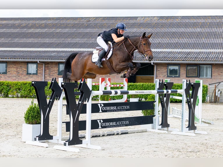 KWPN Mare 7 years 16.1 hh Brown in Waddinxveen
