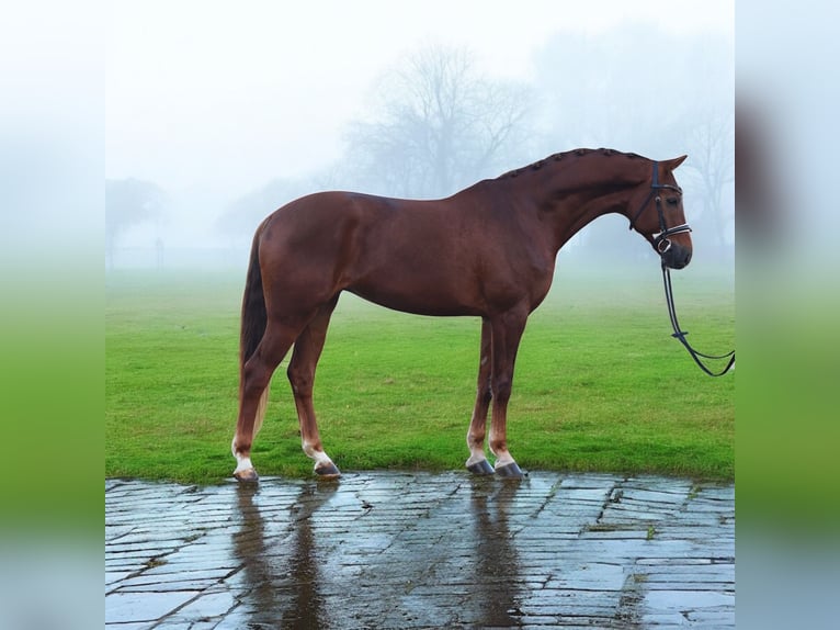 KWPN Mare 7 years 16,1 hh Chestnut in Kroatisch Minihof / Mjenovo