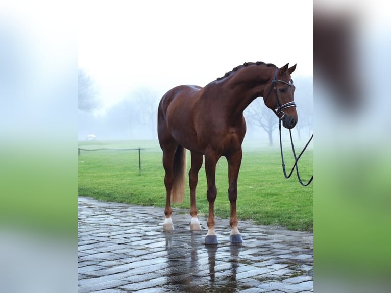 KWPN Mare 7 years 16,1 hh Chestnut in Kroatisch Minihof / Mjenovo