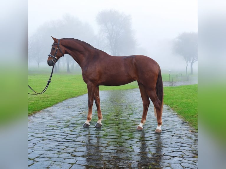 KWPN Mare 7 years 16,1 hh Chestnut in Kroatisch Minihof / Mjenovo