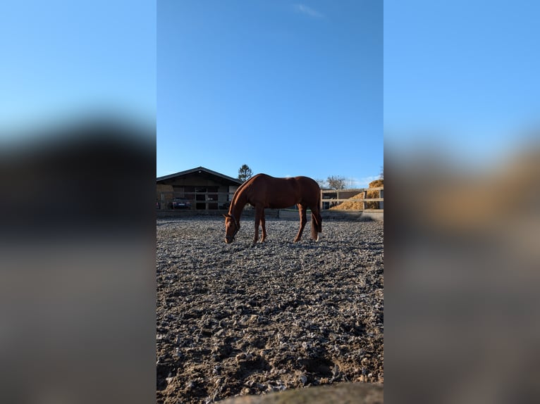KWPN Mare 7 years 16.1 hh Chestnut-Red in Assenede
