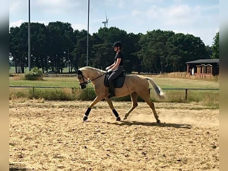 KWPN Mare 7 years 16,1 hh Palomino in Osterholz-Scharmbeck