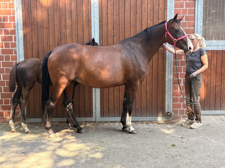 KWPN Mare 7 years 16.2 hh Bay-Dark in Kirchlinteln