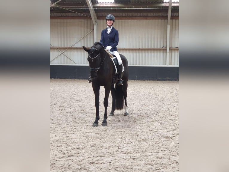 KWPN Mare 7 years 16,2 hh Black in Cegléd