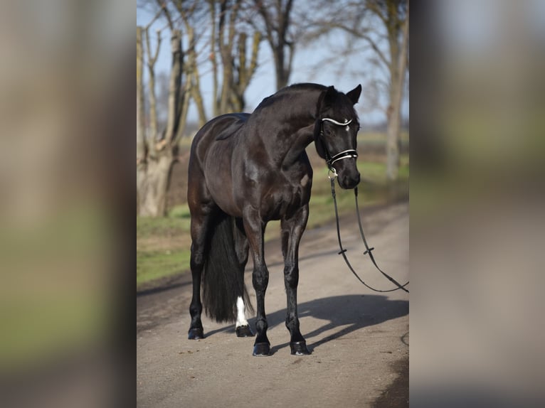 KWPN Mare 7 years 16,2 hh Black in Cegléd