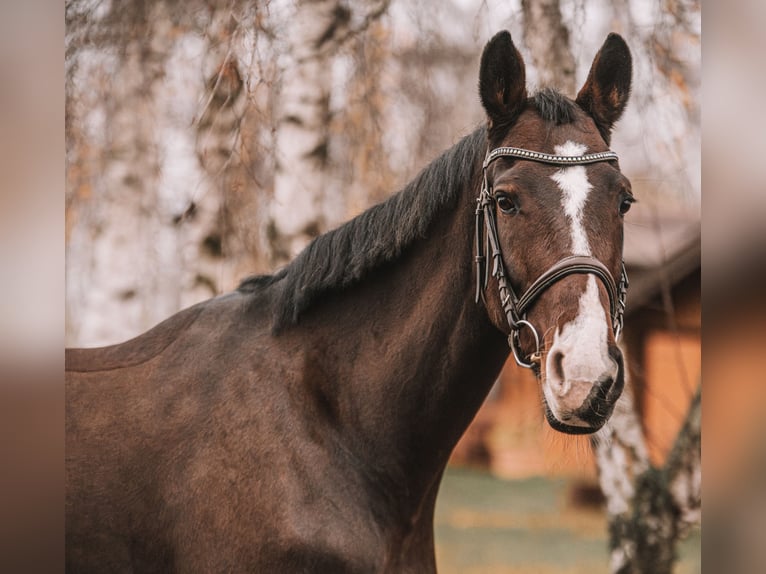 KWPN Mare 7 years 16,2 hh Brown in Dahme