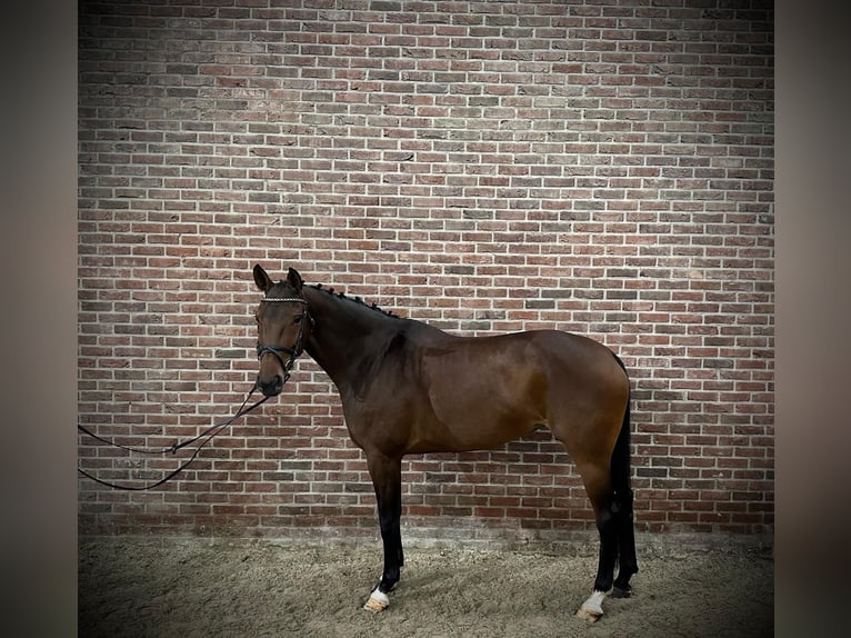 KWPN Mare 7 years 16,2 hh Brown in GROTE-BROGEL