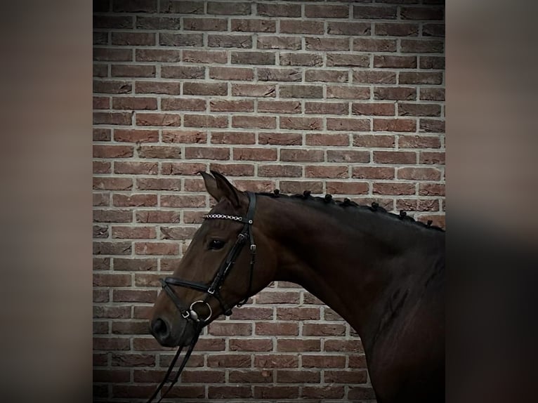 KWPN Mare 7 years 16,2 hh Brown in GROTE-BROGEL