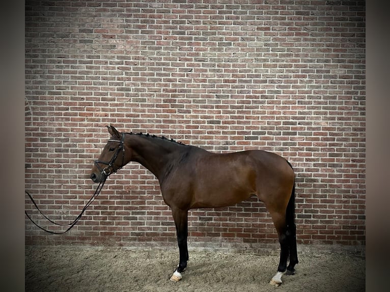 KWPN Mare 7 years 16,2 hh Brown in GROTE-BROGEL