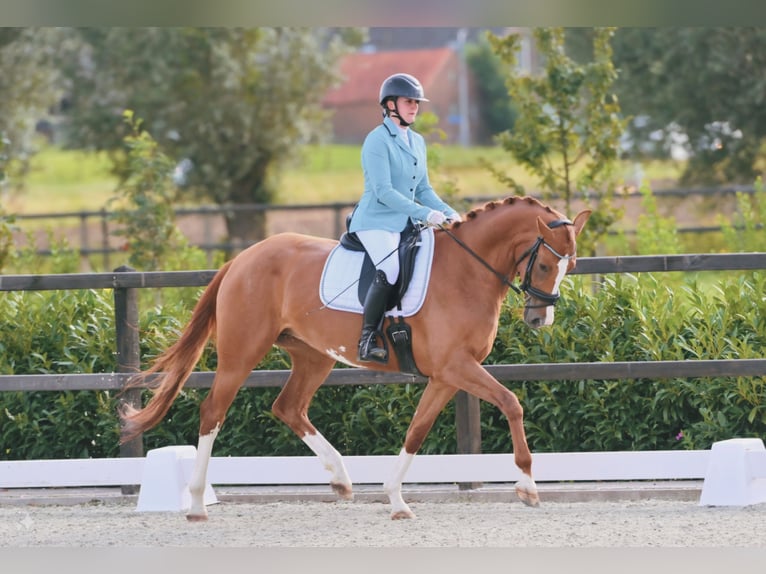 KWPN Mare 7 years 16.2 hh Chestnut-Red in Didam