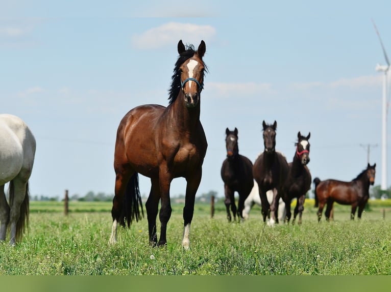 KWPN Mare 7 years 16,2 hh Chestnut in radziejów