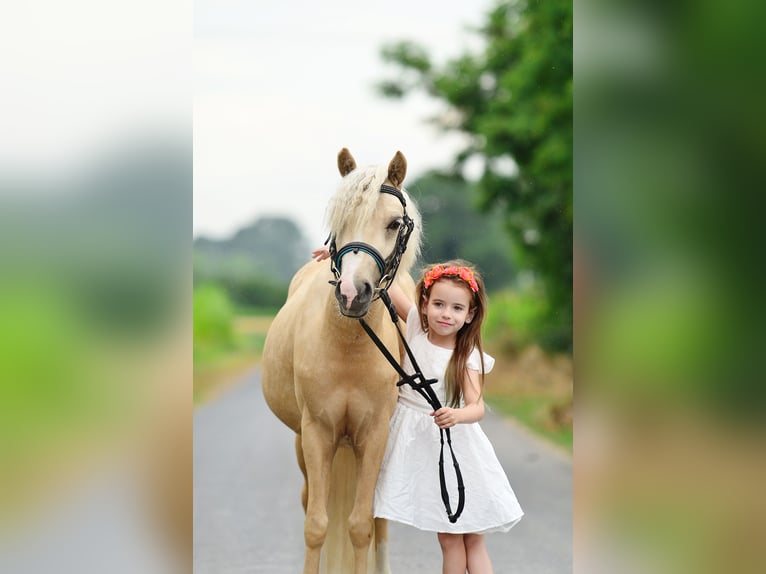 KWPN Mare 7 years 16,2 hh Chestnut in radziejów