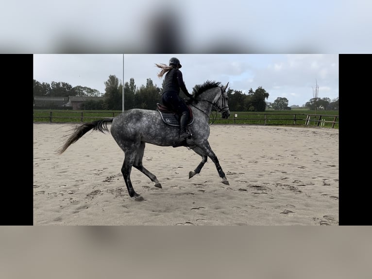 KWPN Mare 7 years 16,2 hh Gray in Doetinchem